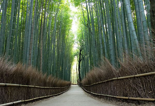 竹林の小路