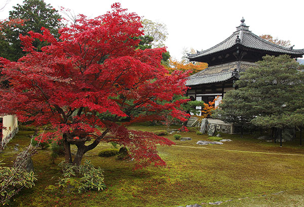 鹿王院